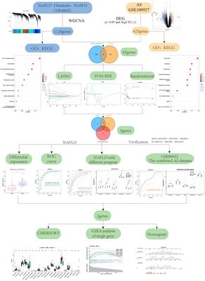 Potential diagnostic markers shared between non-alcoholic fatty liver disease and atherosclerosis determined by machine learning and bioinformatic analysis